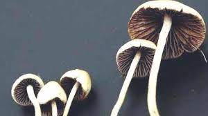 The magic mushrooms as well as their record post thumbnail image