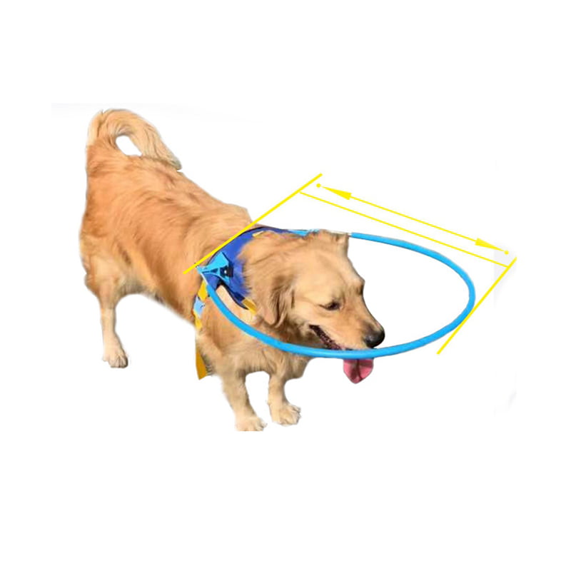 Choose Safety First with the Halo Collar for Your Dog post thumbnail image
