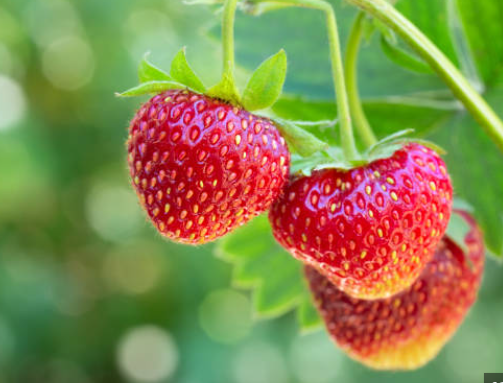 Strawberry Nutritional Fertilizer: Improve Plant Health and Flavor post thumbnail image