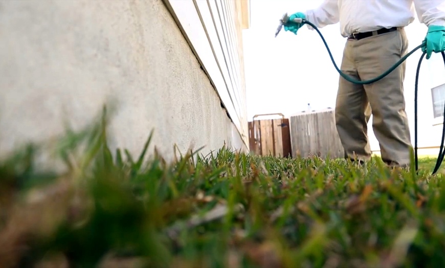 Deal with Your Urban Pest Problems Safely and Effectively – Las Vegas post thumbnail image
