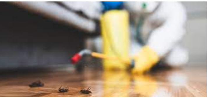 Organic Pest Removal Options for your house post thumbnail image