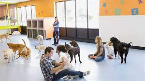 Dog Daycare Toronto: Where Your Dog’s Tail Never Stops Wagging post thumbnail image