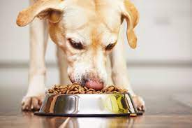 DIY Raw Dog Food: Preparing Homemade Meals for Your Canine Companion post thumbnail image