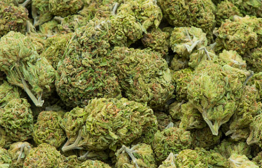 Premium Cannabis Delivered: Buy Weed Online Now post thumbnail image