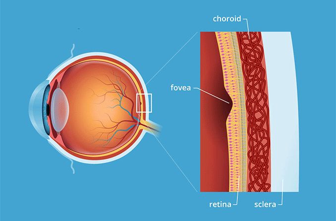 Macula of the Retina: An Important Gamer in Central Perspective post thumbnail image
