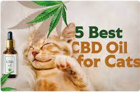 CBD for Cats: A Holistic Approach to Well-Being post thumbnail image