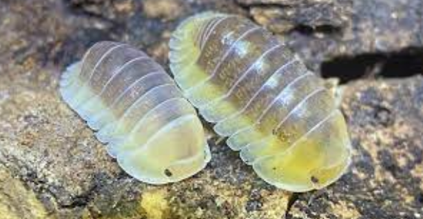 Tiny Ecosystem Engineers: The Wonders of Keeping Isopods for Sale post thumbnail image