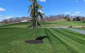 Green Lawn Care Solutions for Denver Residents post thumbnail image