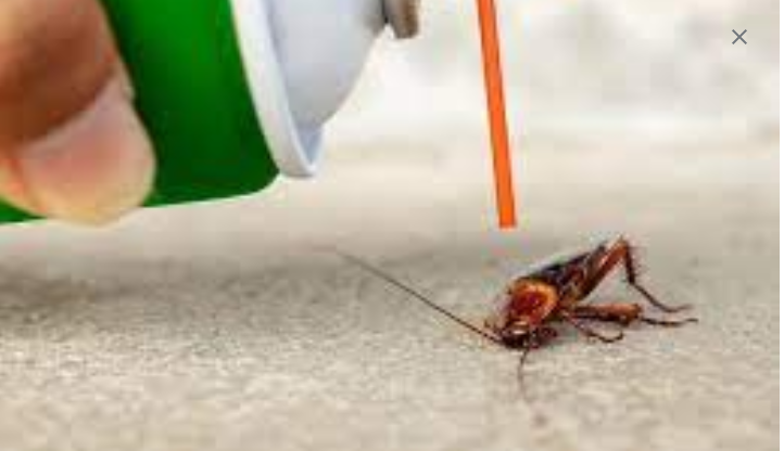 Pest Control Experts: Masters of Extermination post thumbnail image