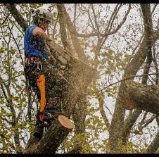 Tree Trimming in Richmond, VA: Pruning for Health and Beauty post thumbnail image