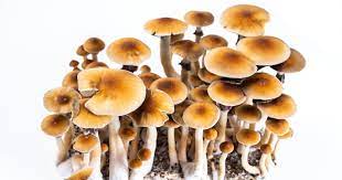 DC Shrooms: Exploring the Psychedelic Frontier post thumbnail image