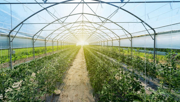 Glass Encounters: The Aesthetic and Practical Benefits of Greenhouses post thumbnail image