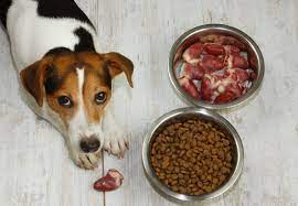 Choosing the Best: Checking out Alternatives for Raw Dog Food post thumbnail image